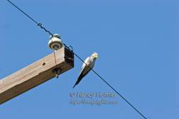 Cockatiel 2.jpg